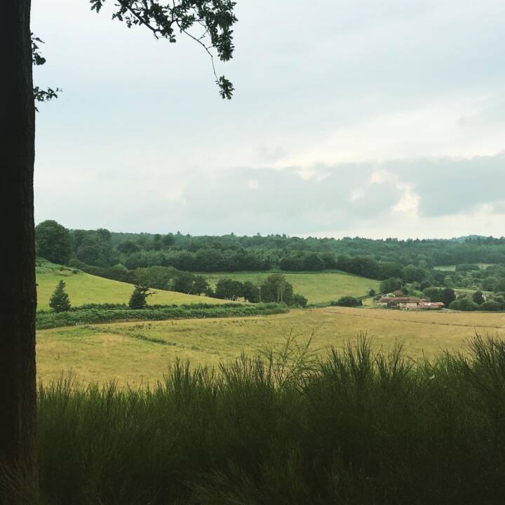Hascombe Walk View
