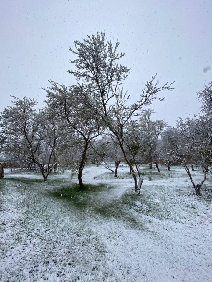 WHP Winter Orchard by Matt Link