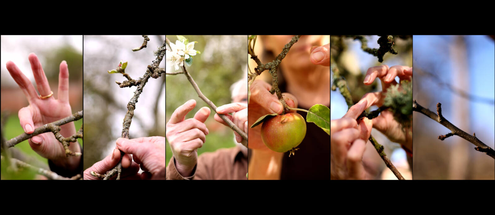 Orchard Portraits Video Installation