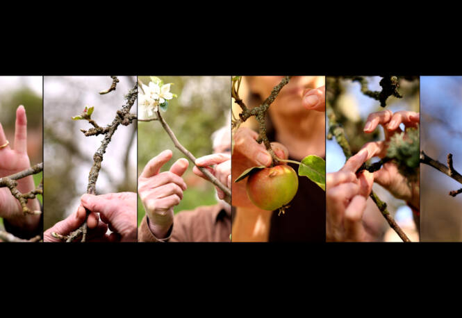 Orchard Portraits Video Installation