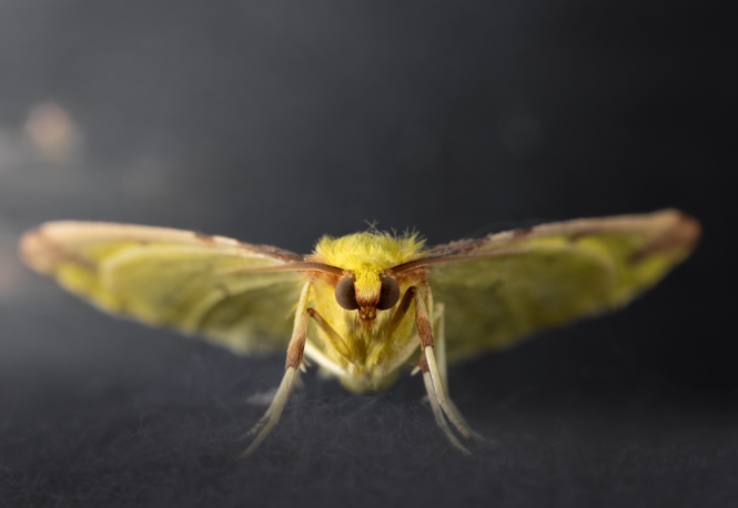 Brimstone_KateBannister